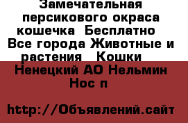 Замечательная персикового окраса кошечка. Бесплатно - Все города Животные и растения » Кошки   . Ненецкий АО,Нельмин Нос п.